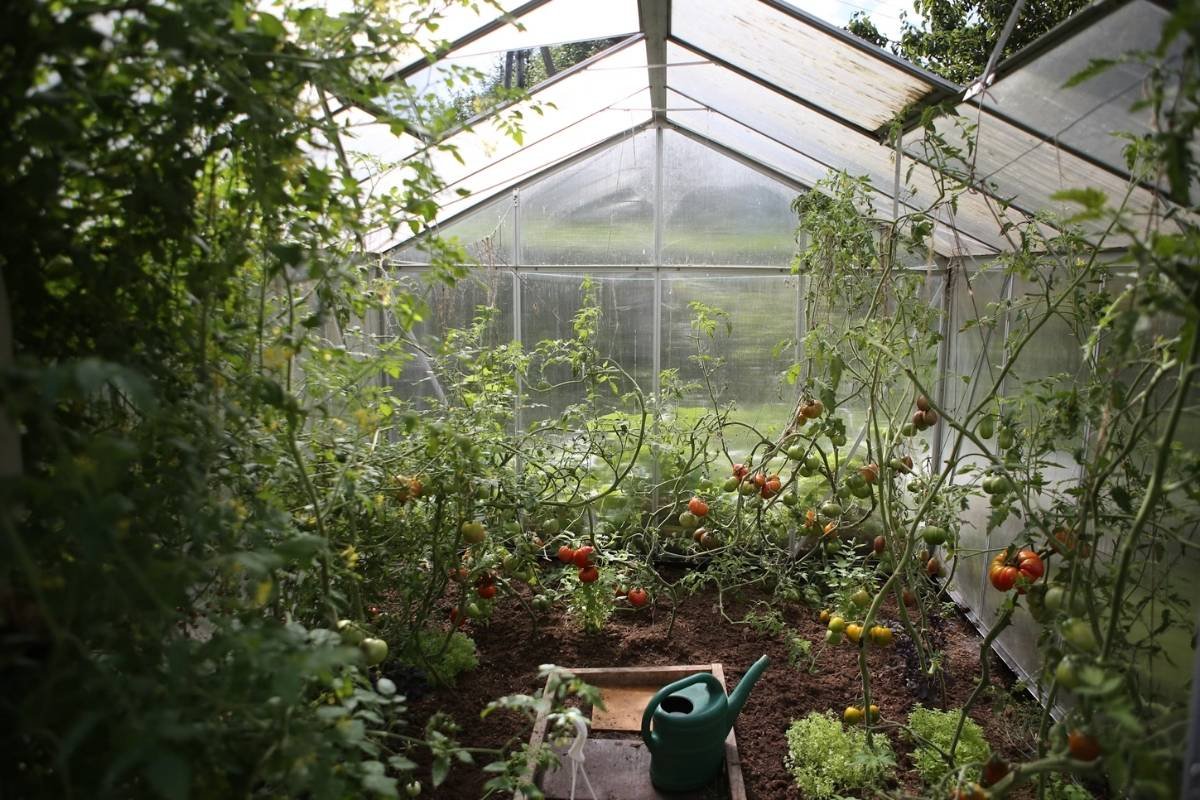 Greenhouse Farming: Guide For Having Healthy Crops Round The Year | The Enterprise World