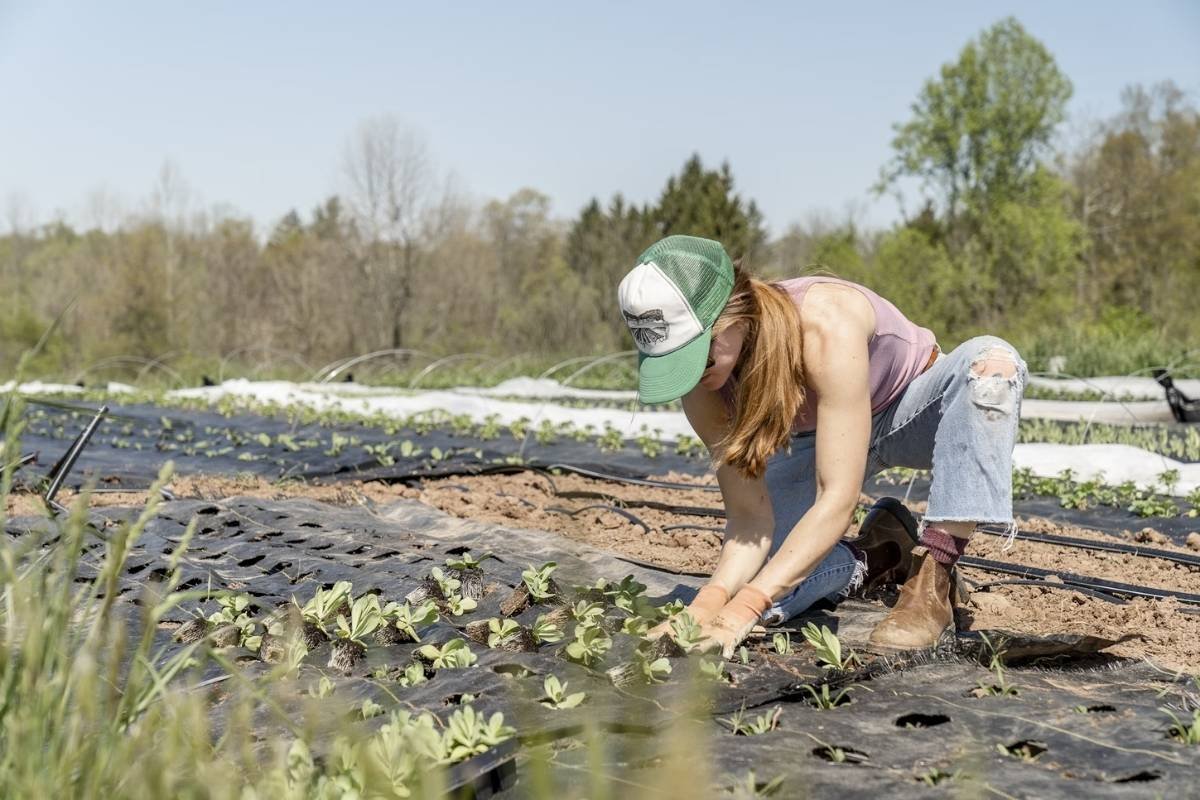 Greenhouse Farming: Guide For Having Healthy Crops Round The Year | The Enterprise World