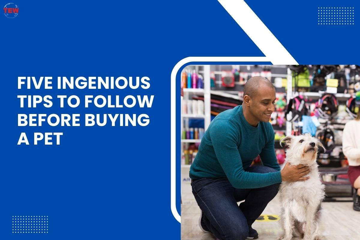 Five Ingenious Tips to Follow Before Buying A pet