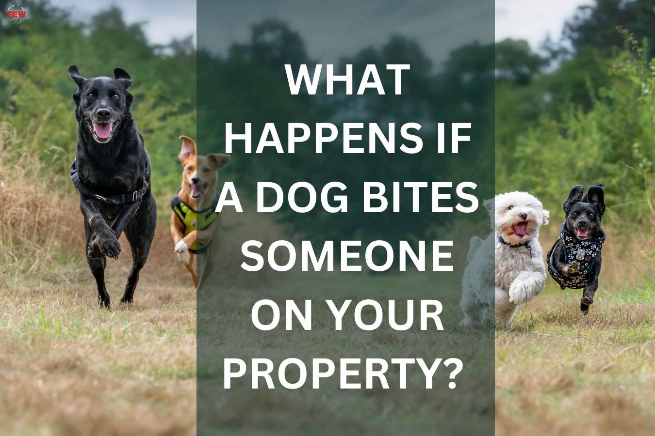 What Happens if a Dog Bites Someone on Your Property? 